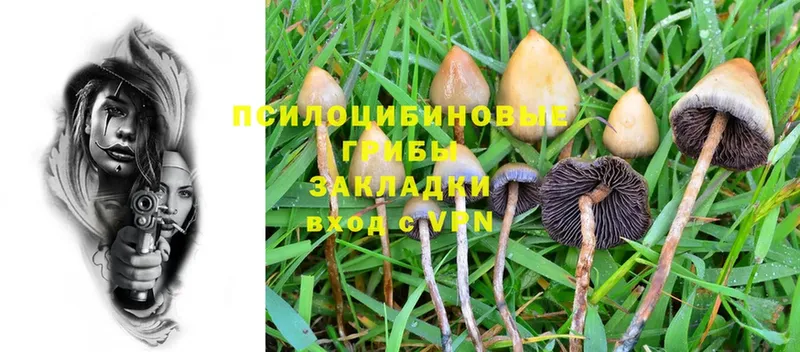 Галлюциногенные грибы Psilocybe  цена   MEGA как войти  Химки 